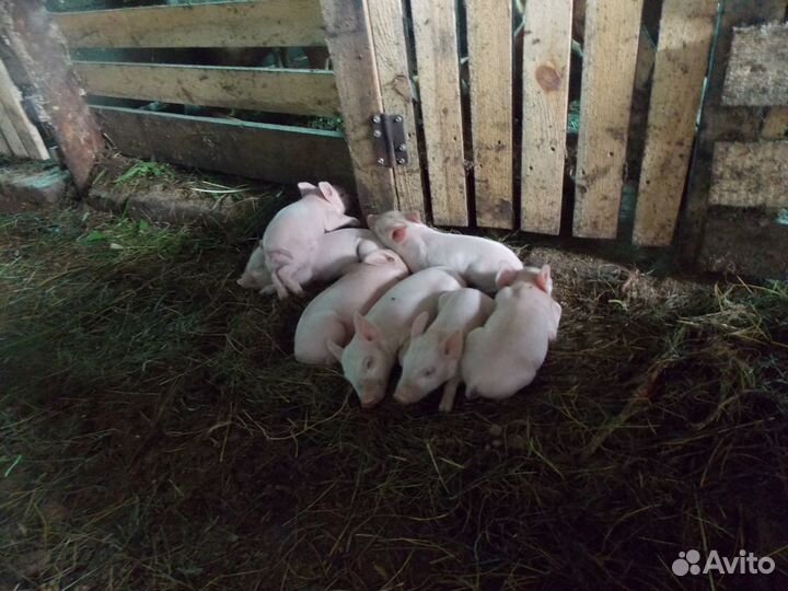 Поросята