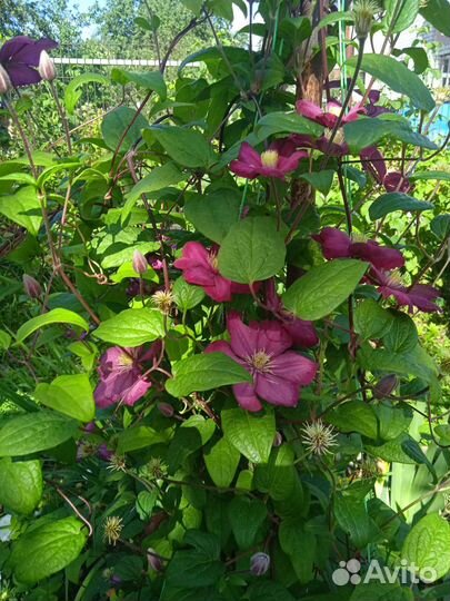 Садовые цветы