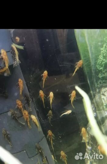 Сомики анциструсы