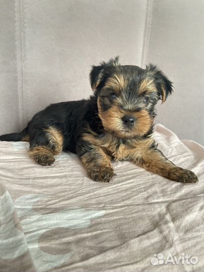 Йоркширский терьер мальчик