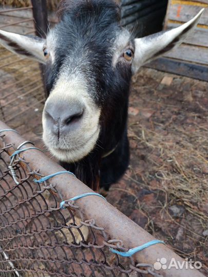 Козел альпийский