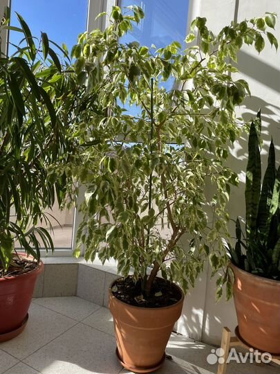 Огромные фикусы Бенджамина и Али