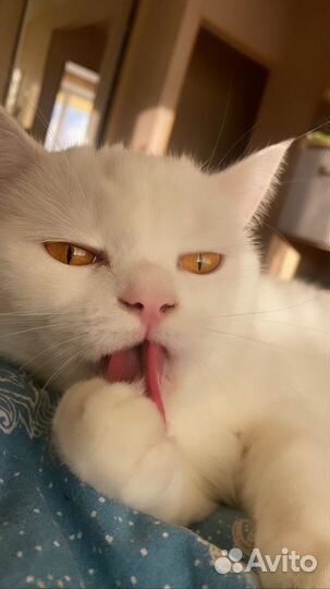 Кошка домашняя в хорошие руки