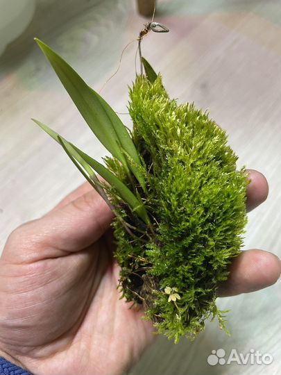 Мини-микро орхидеи