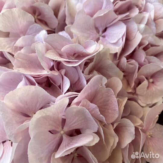 Монобукет №9