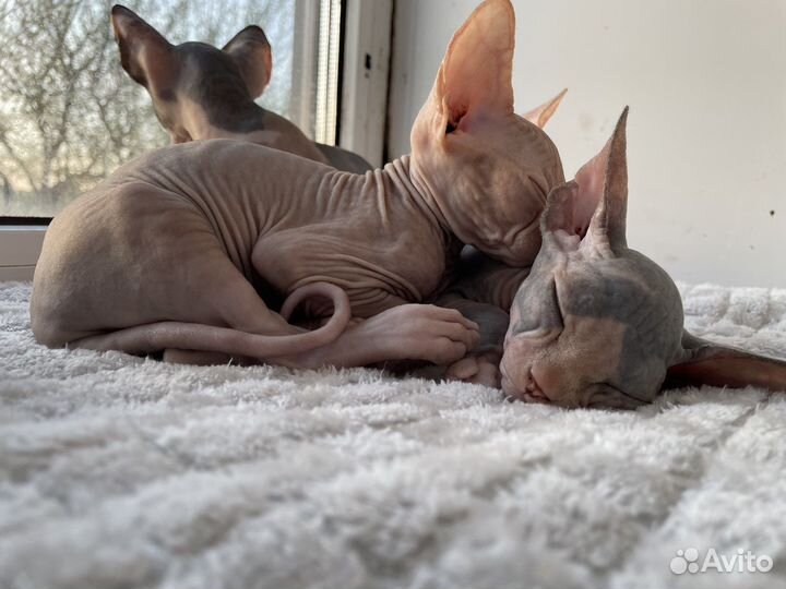 Канадский сфинкс