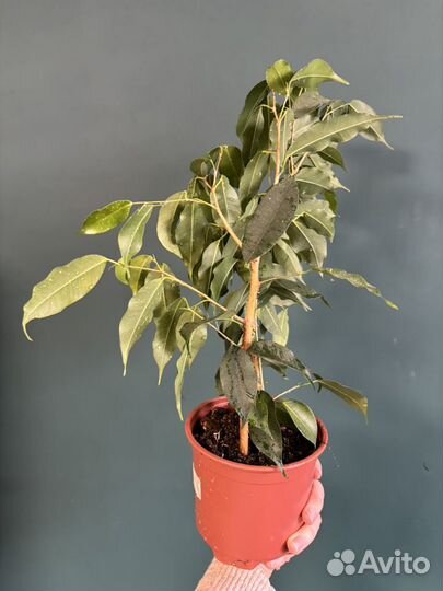 Фикус бенджамина растение комнатное в офис