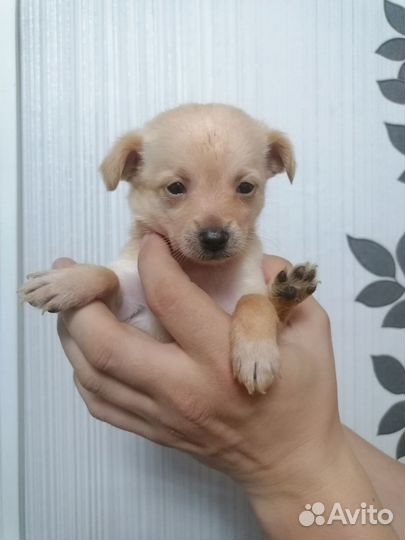 Той-терьер щенки