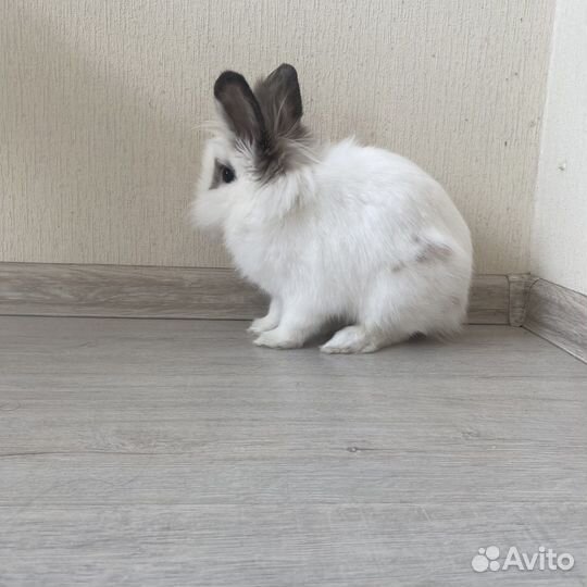 Декоративные кролики
