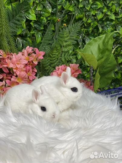 Кролики релакс