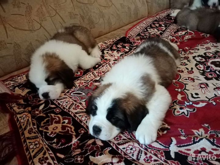 Сенбернар щенки