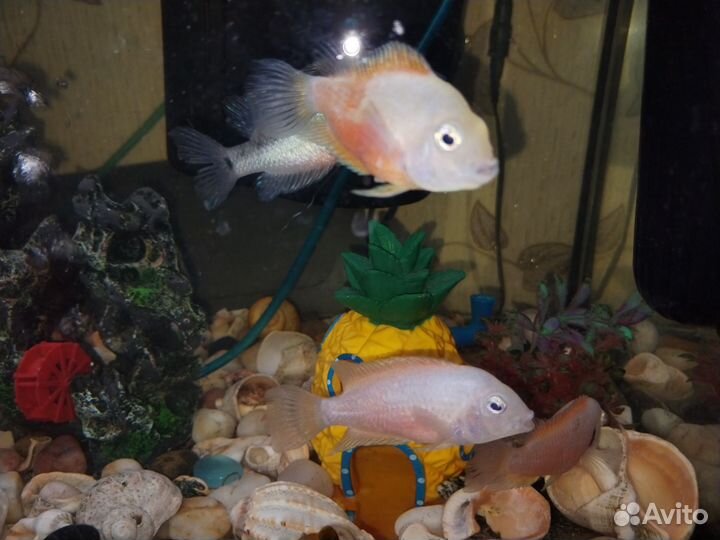 Аквариумные рыбки цихлиды