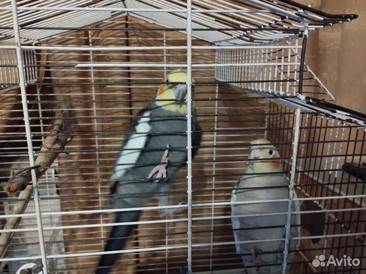 Попугай корелла девочка и мальчик