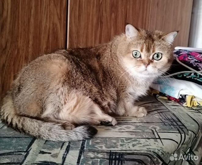 Британские кошки в дар
