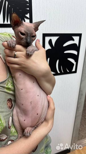 Кошка сфинкс