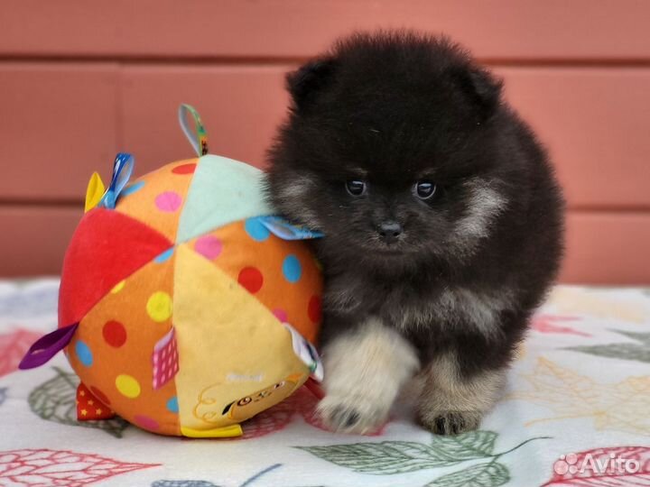 Малый немецкий шпиц щенки мальчики