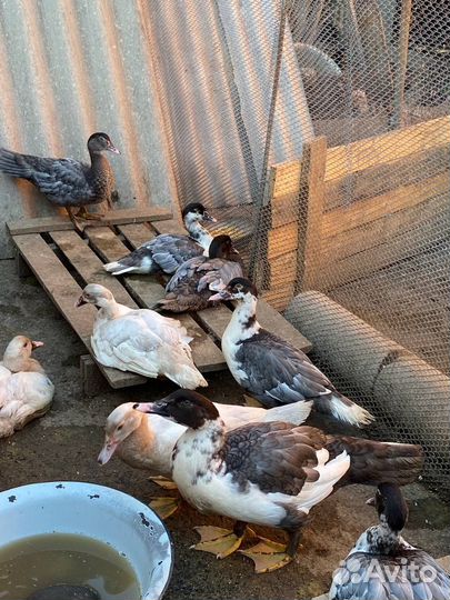 Мускусные ути