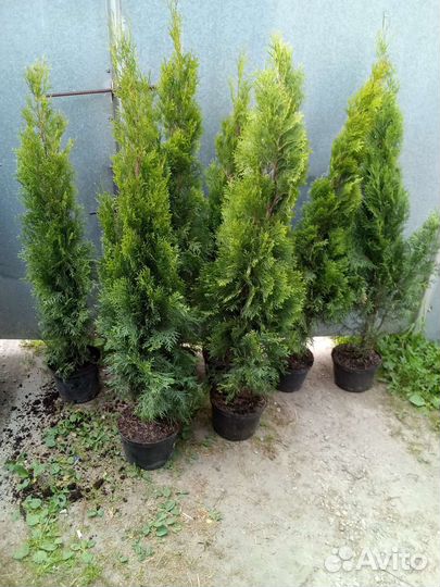 Туя Smaragd, 130-140см
