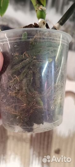 Орхидея фаленопсис