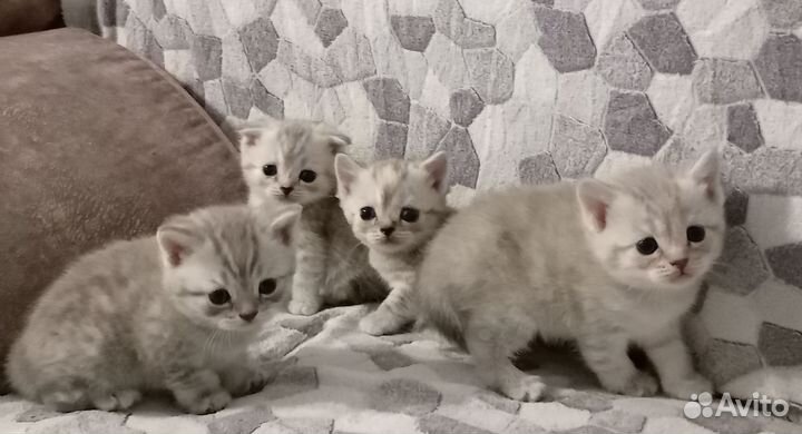 Шотландские котята