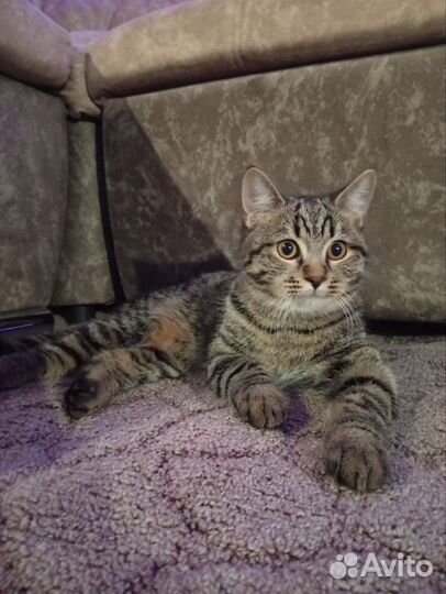 Британский кот на вязку