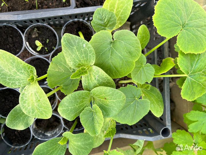 Рассада арбузов, огурцов, тыквы, кабачков, дыни