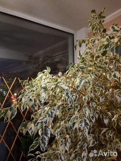 Фикус бенджамина выше 2м сорт Старлайт