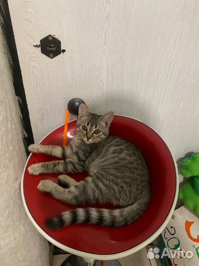 Котик ищет дом
