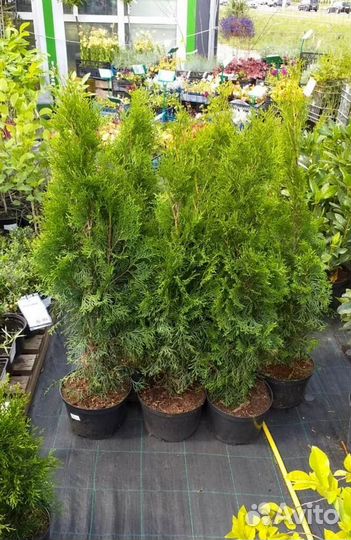 Туя смарагд 160-180 см