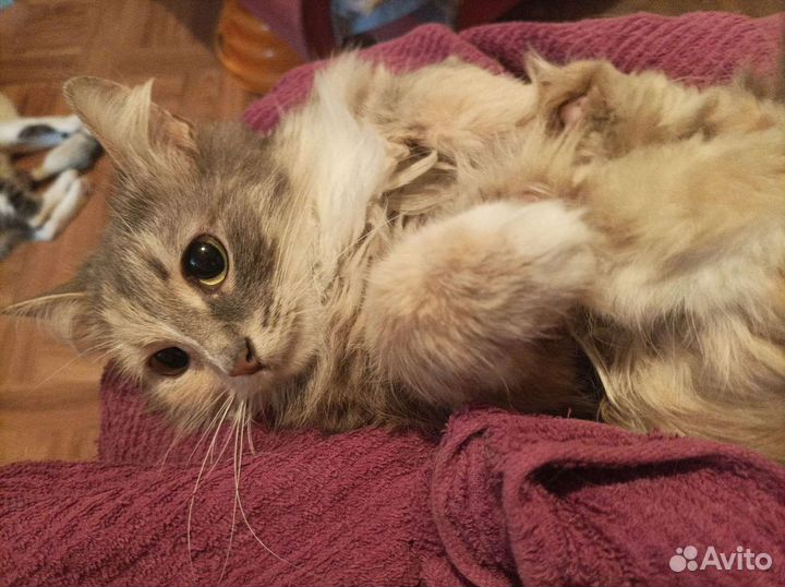 Кошка Ассоль в поиске семейного счастья