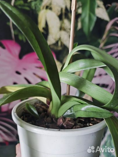 Орхидея пафиопедилум Америка