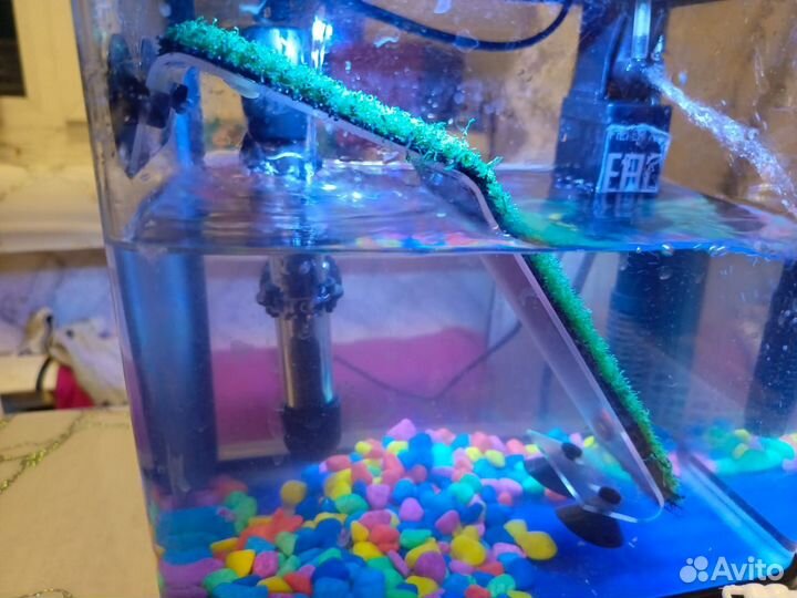 Черепашки красноухие