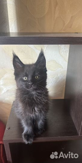 Котята мейн-кун(девочки)