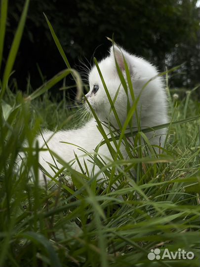 Британские котята серебристая шиншилла