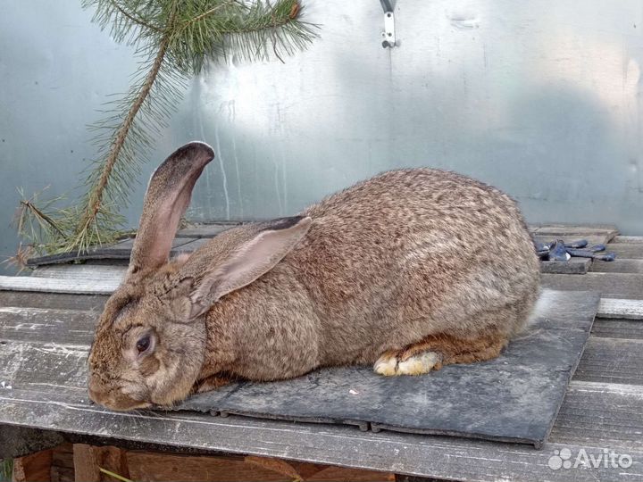 Кролики мясных пород