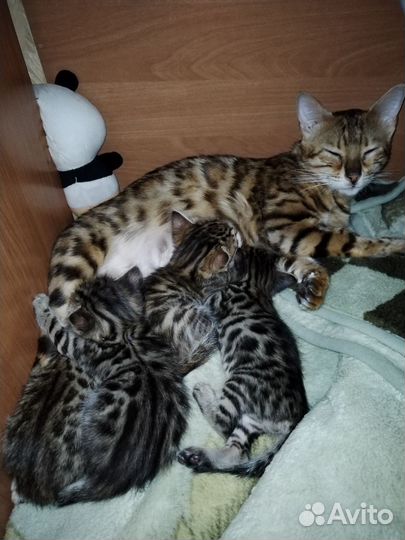 Бенгальская