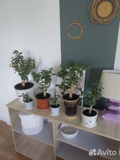 Толстянка денежное дерево с доставкой