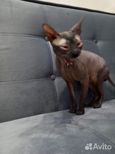 Вязка кот Левкой сфинкс 2 года