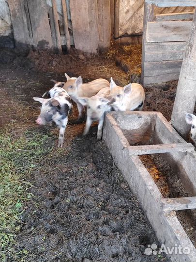 Поросенок ландрас