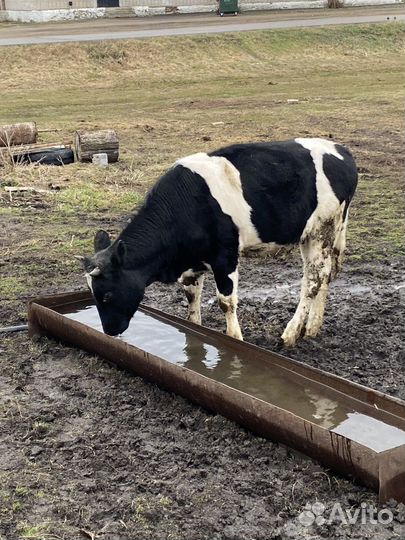 Корова с теленком, телочки