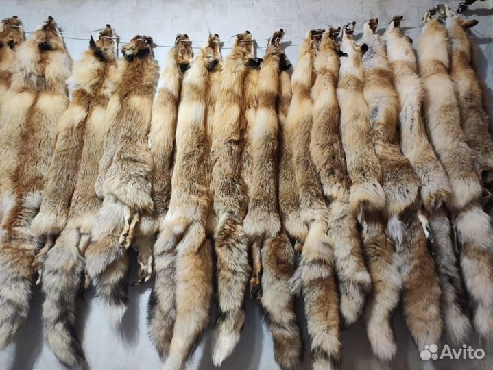 Шкуры лисы