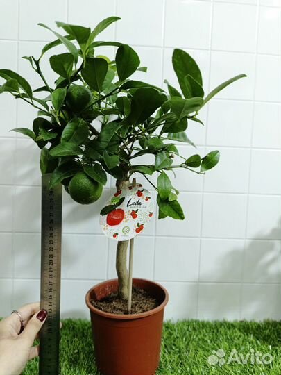 Цитрус Лайм Рангпур