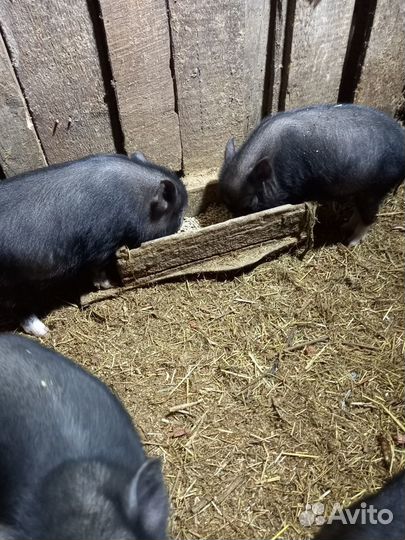 Вьетнамский вислобрюхий поросенок