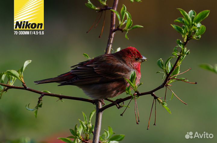 Объектив Nikon AF-S 70-300MM F/4.5-5.6 G ED VR