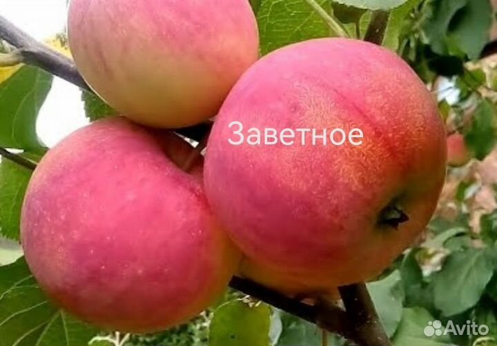 Саженцы яблони