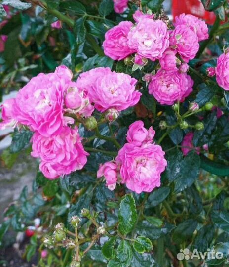 Вьющиеся розы