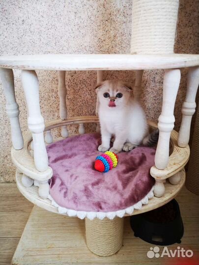 Котята шотландские