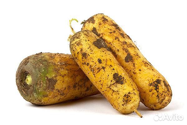 Узбекский Желтая морковь опт и в розницу