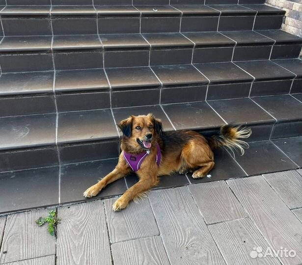 Собака в добрые руки