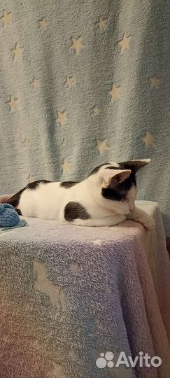 Котёнок мальчик